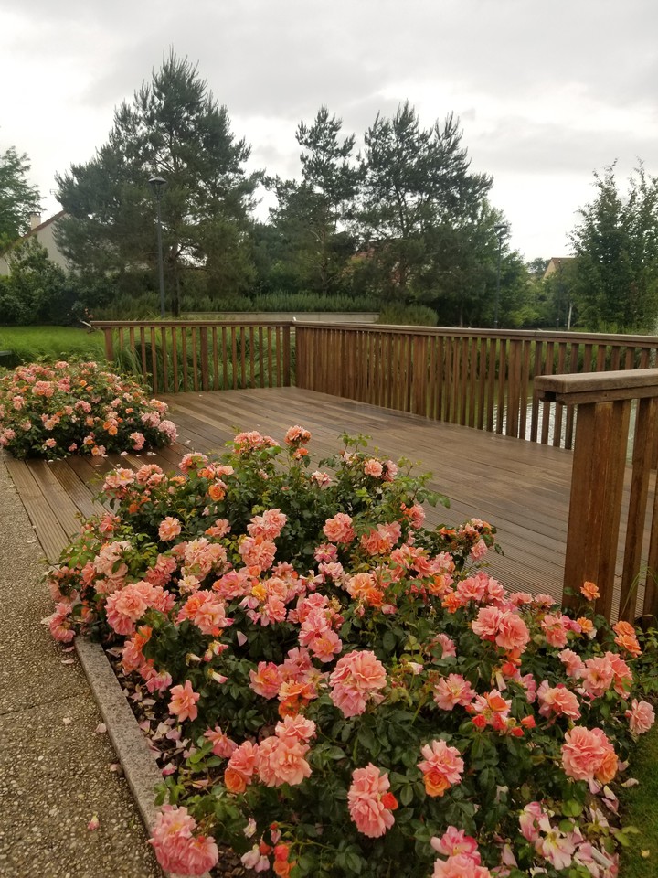 colourful Roses