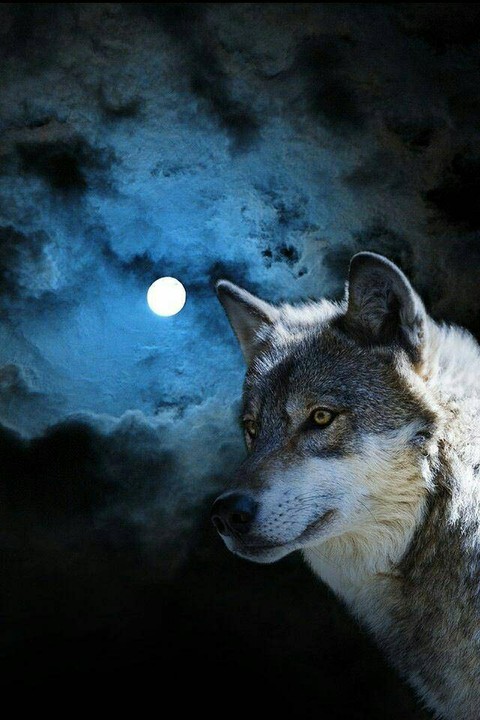 wolf