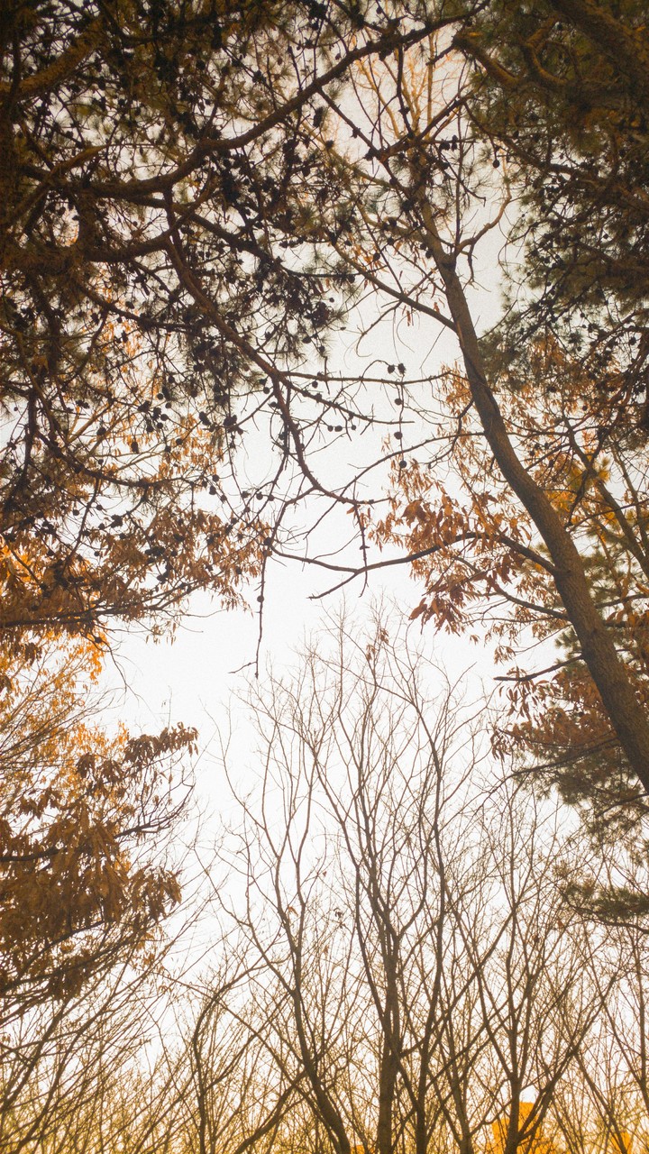 winter trees..
