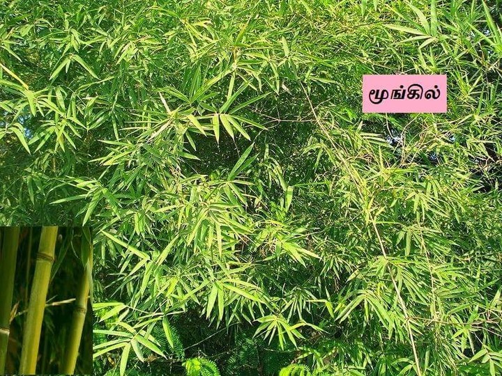 மூங்கில் மரம்