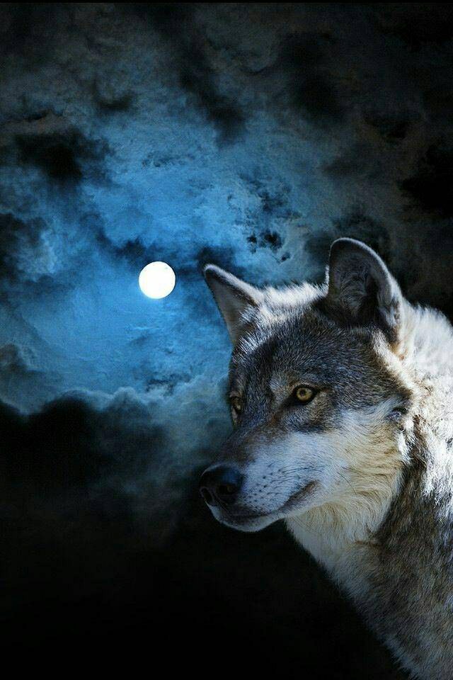 wolf