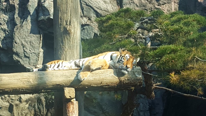 호랑이