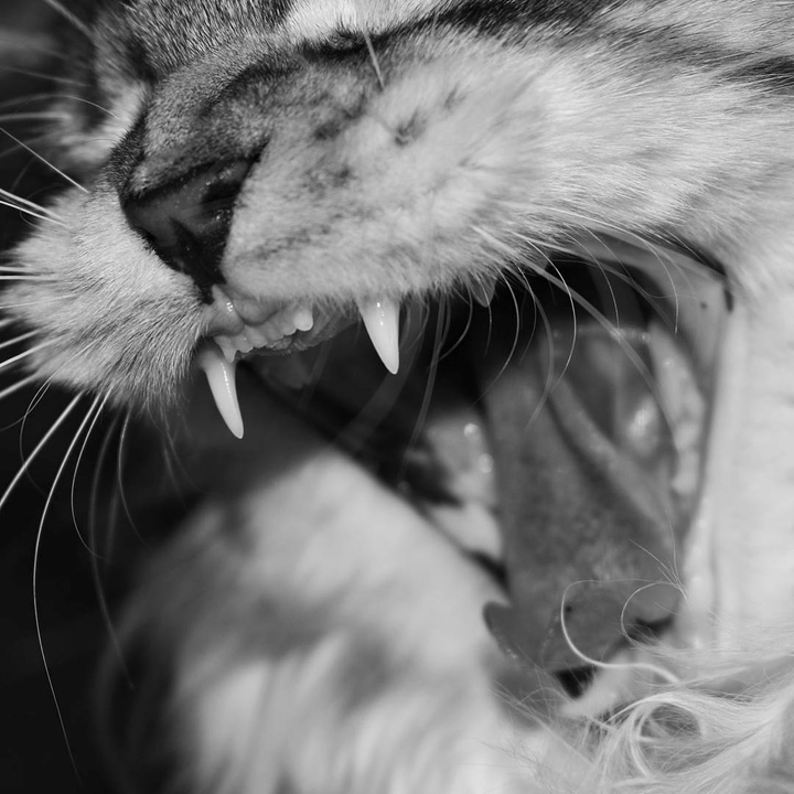 Meow