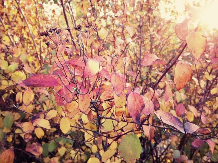 Herbstfarben