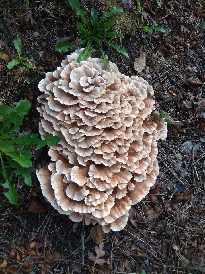 pilz