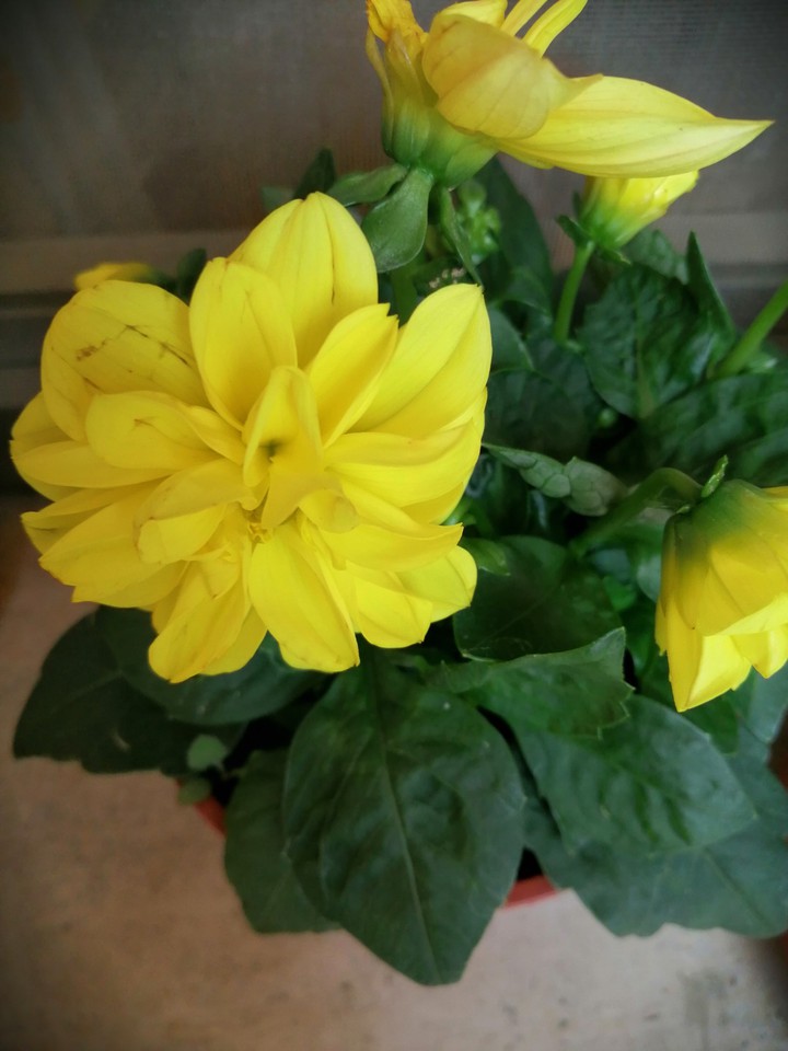 fiore giallo