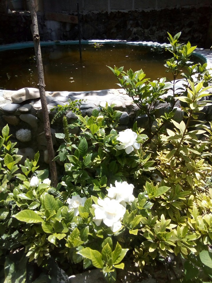 gardenias.