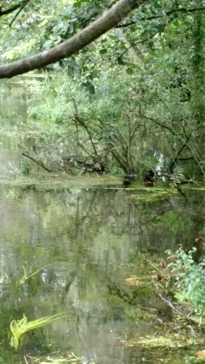 Green river