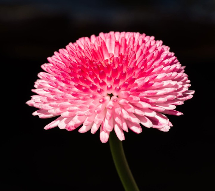 Pink Flower