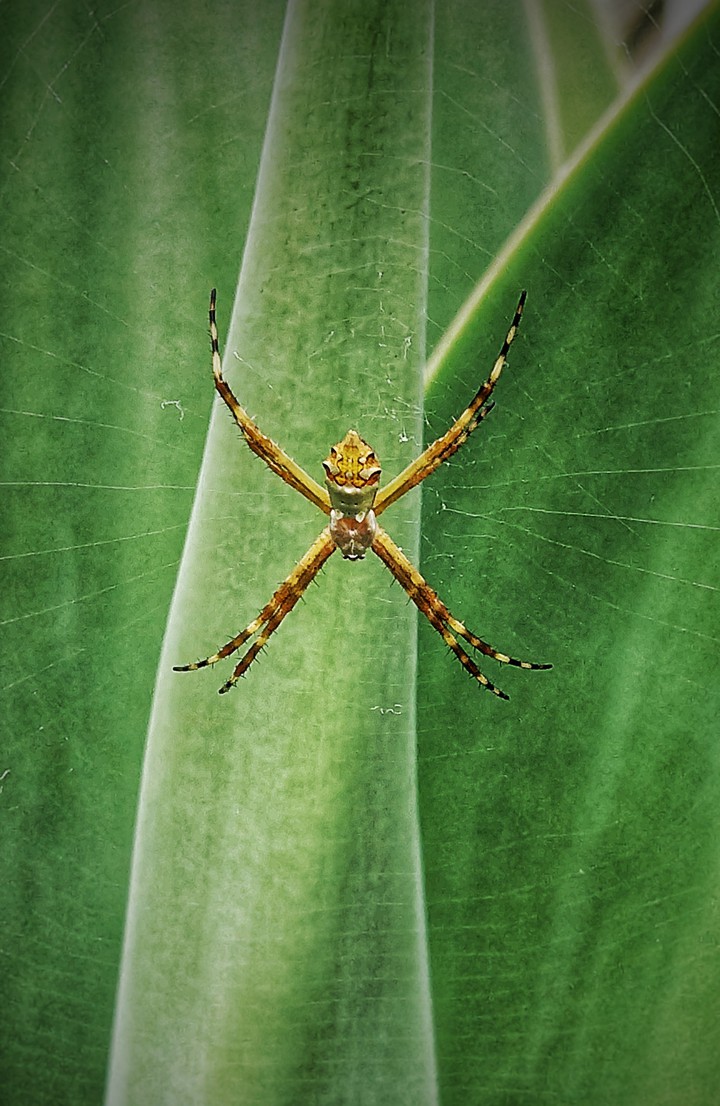spider