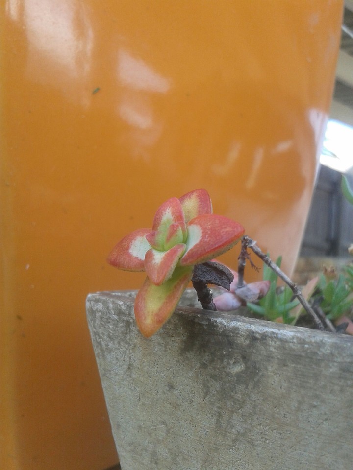This flower tho