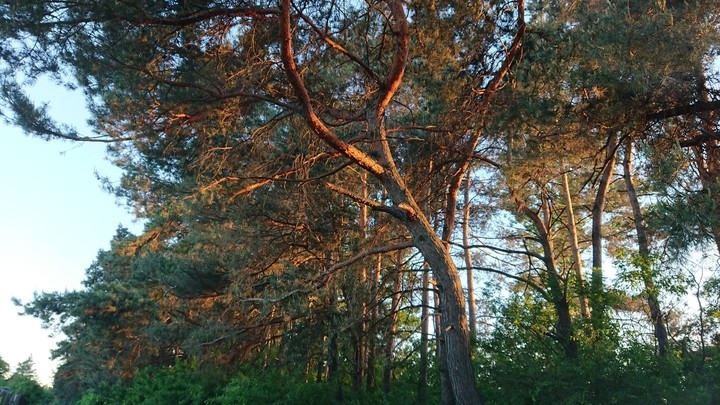 Trees
