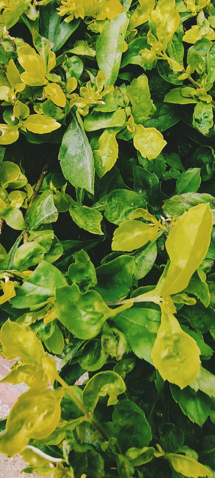 Nature