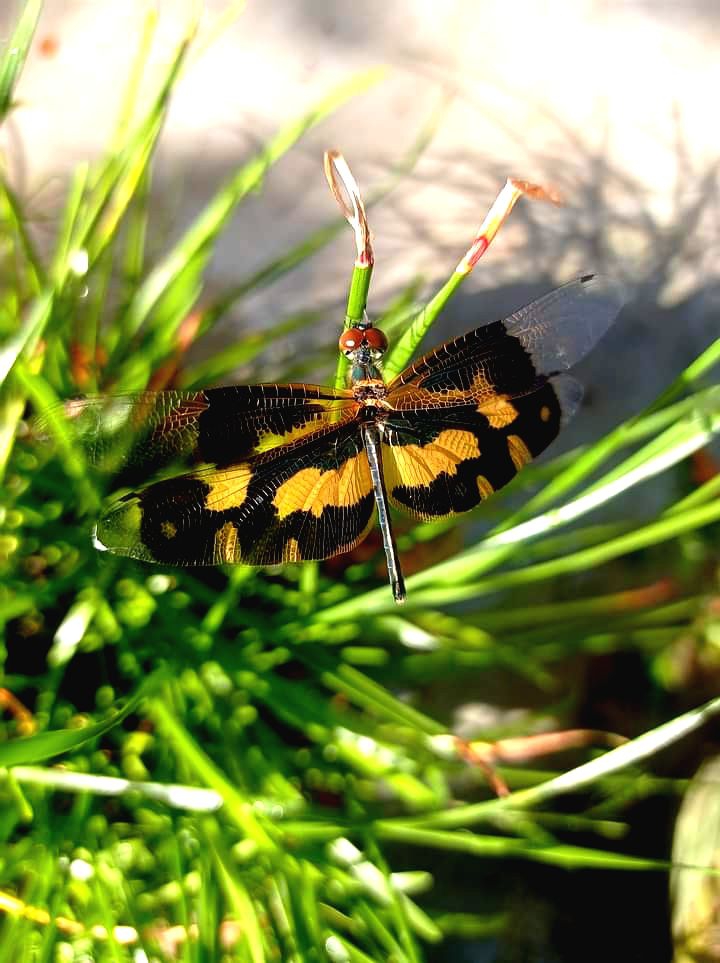 Insects