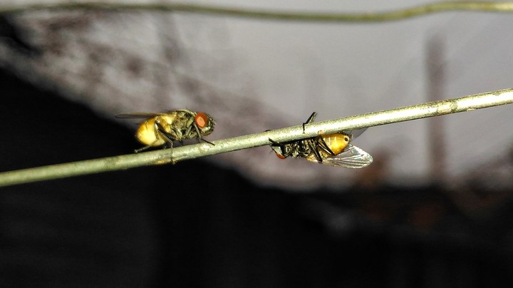 bugs life
