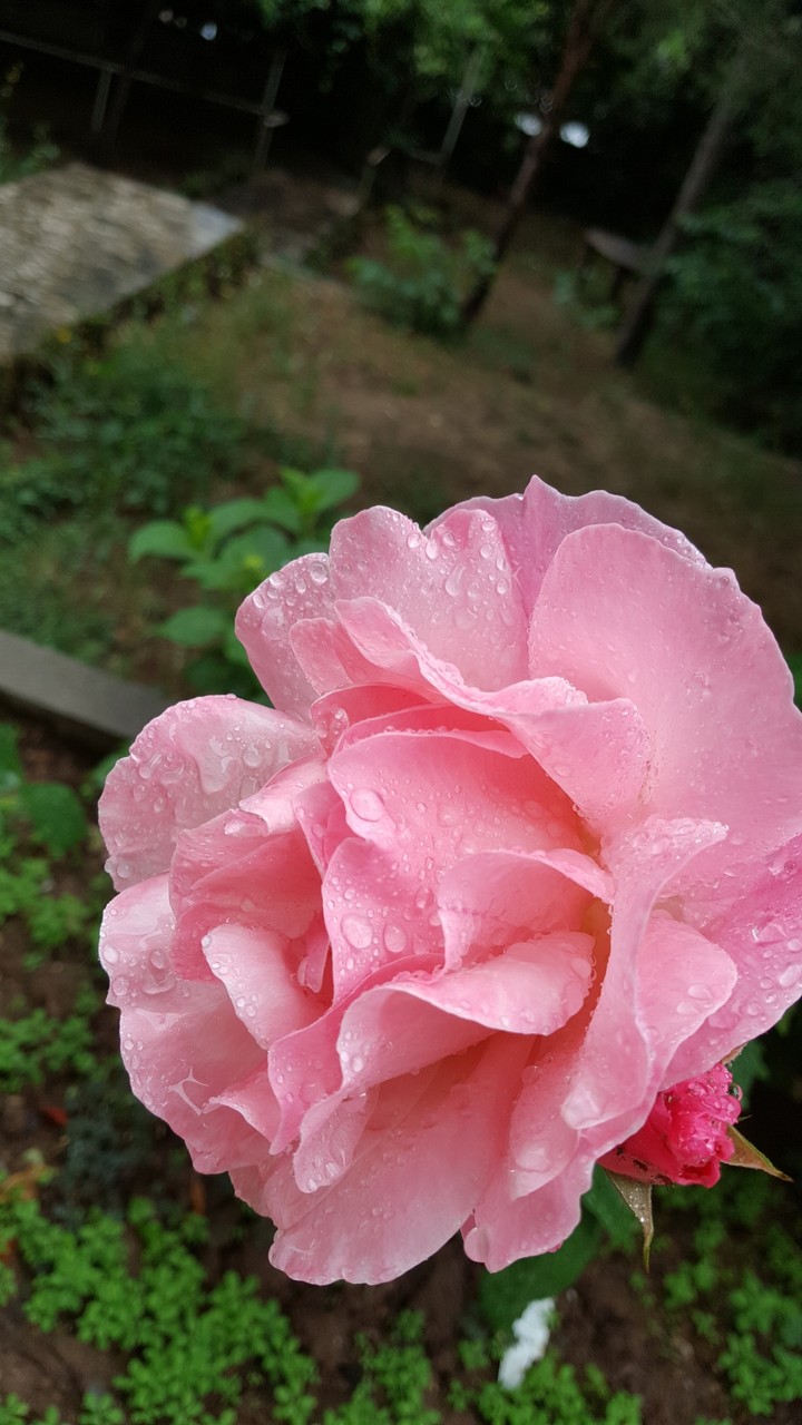 gül