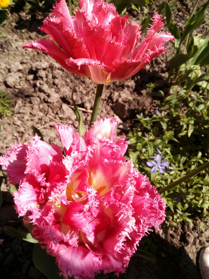 Fower
