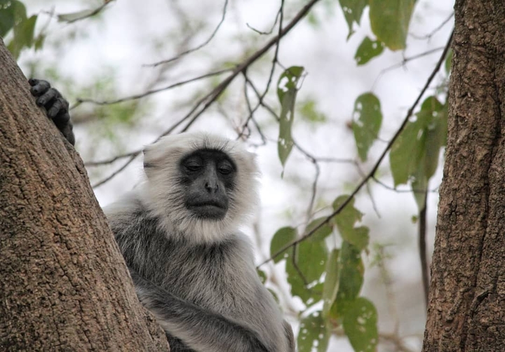 wise monkey