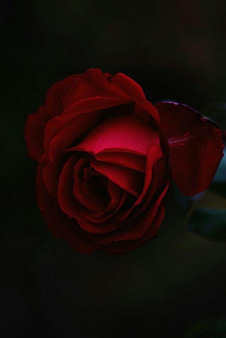 ⚘