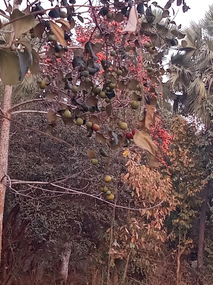 nature