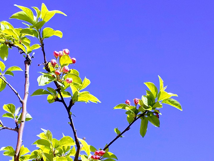 appletree