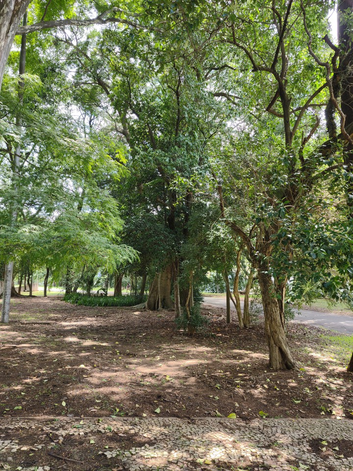 bosque