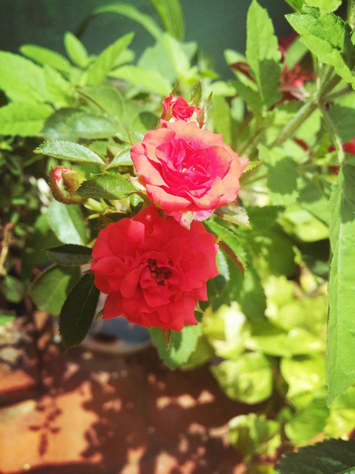Rose Flower