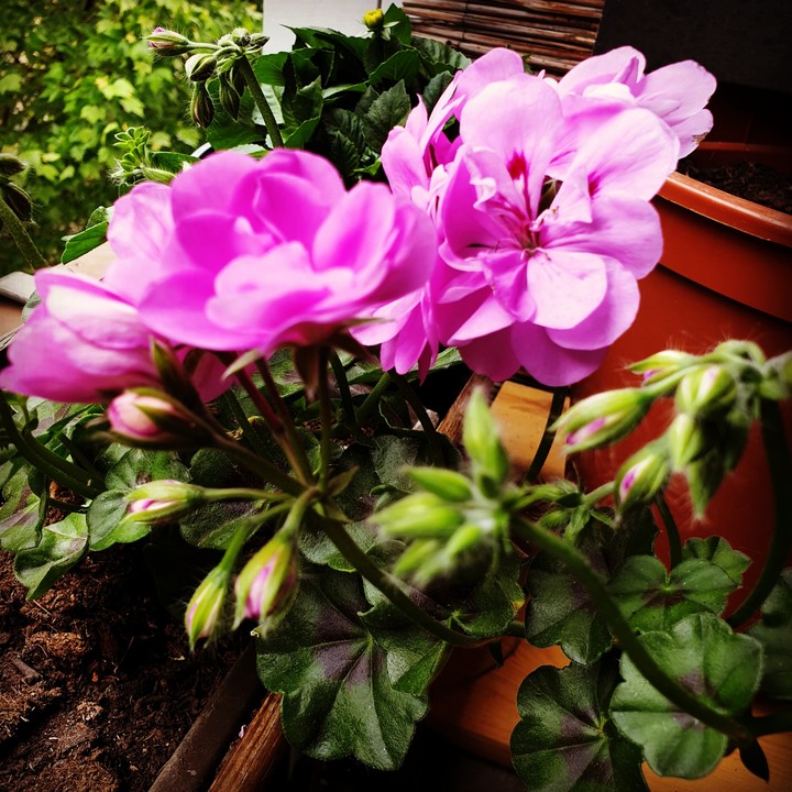 Flowers