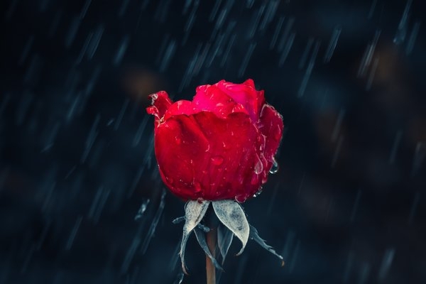 rose