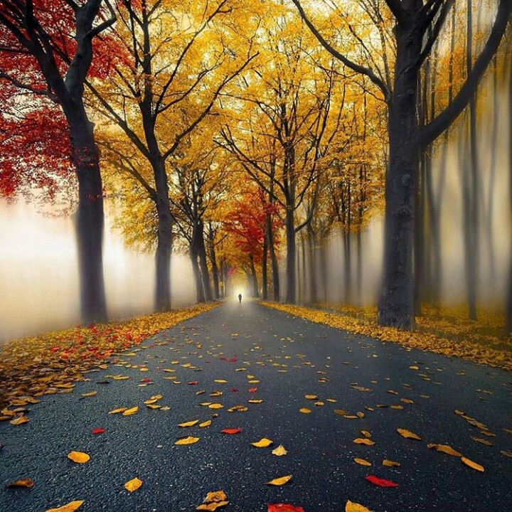 simplement l'automne⭐⭐⭐