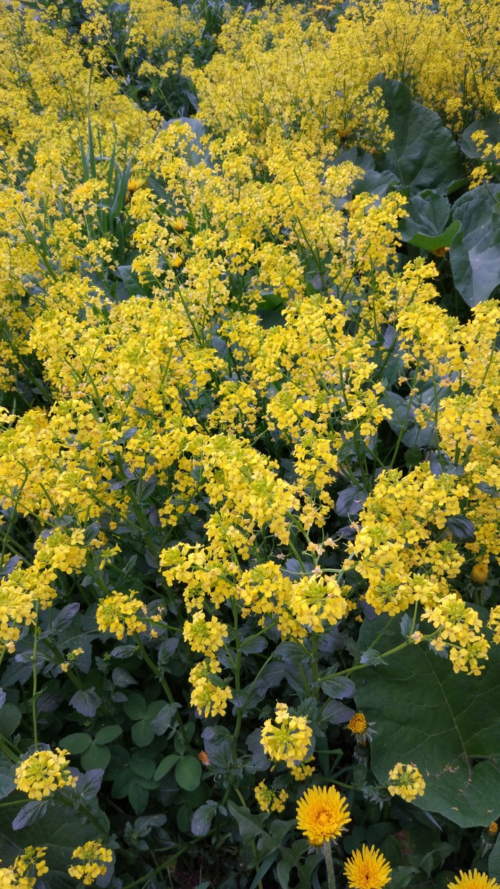 Spring flowers.