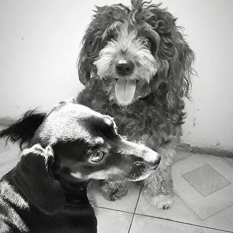 dogs