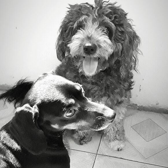 dogs