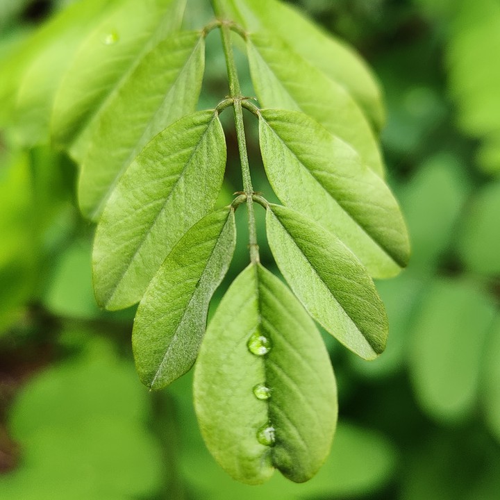 Green leaf with drops