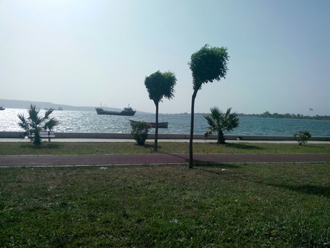 two tree on the beach