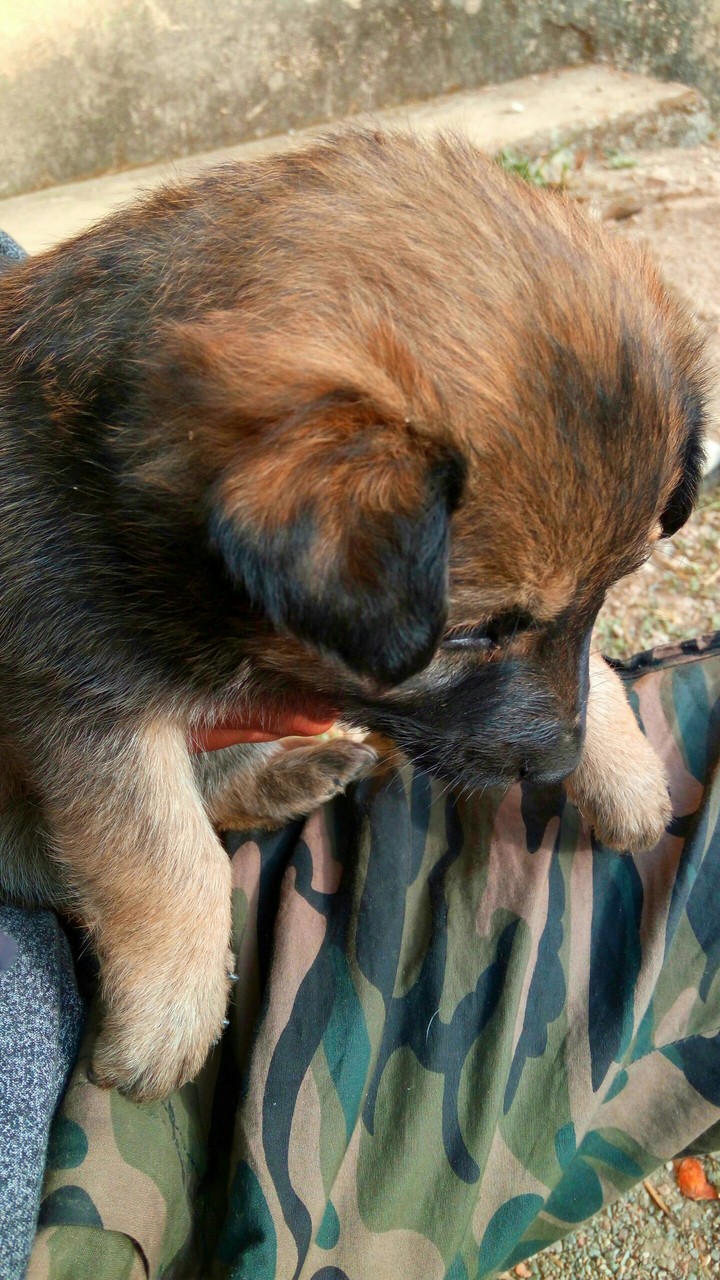 Puppy