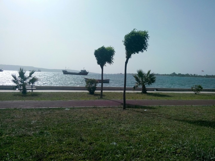 two tree on the beach