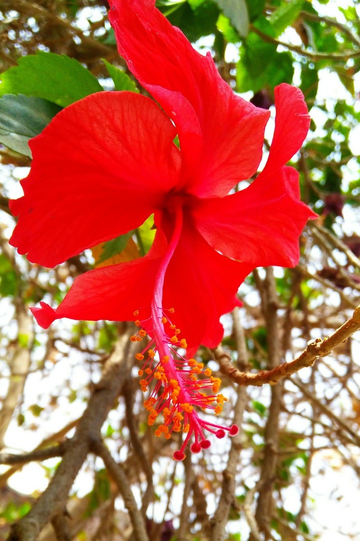 गुड़हल