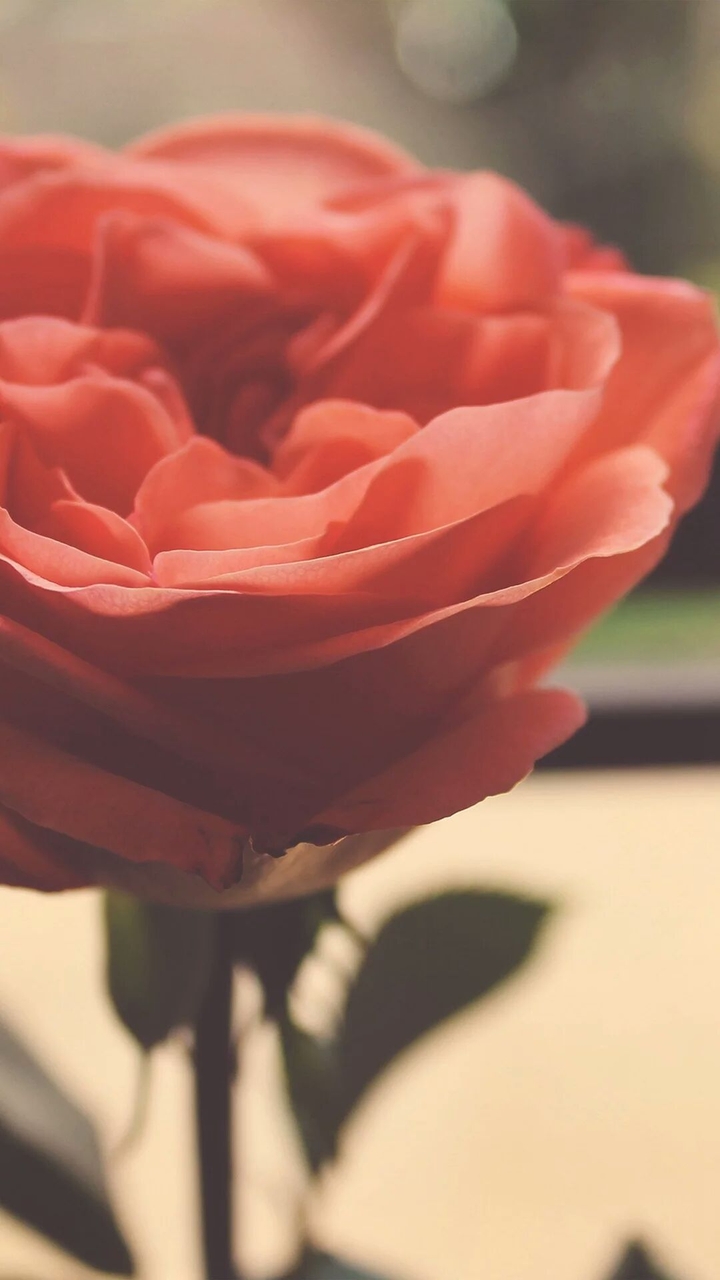 red red rose