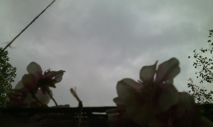 flowerpower