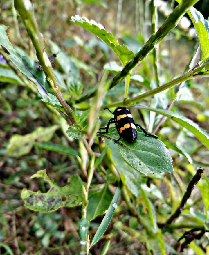 Bug's life