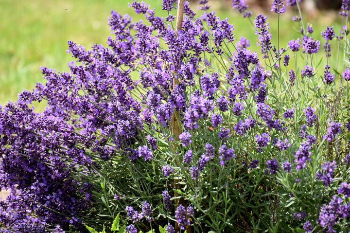 lavender