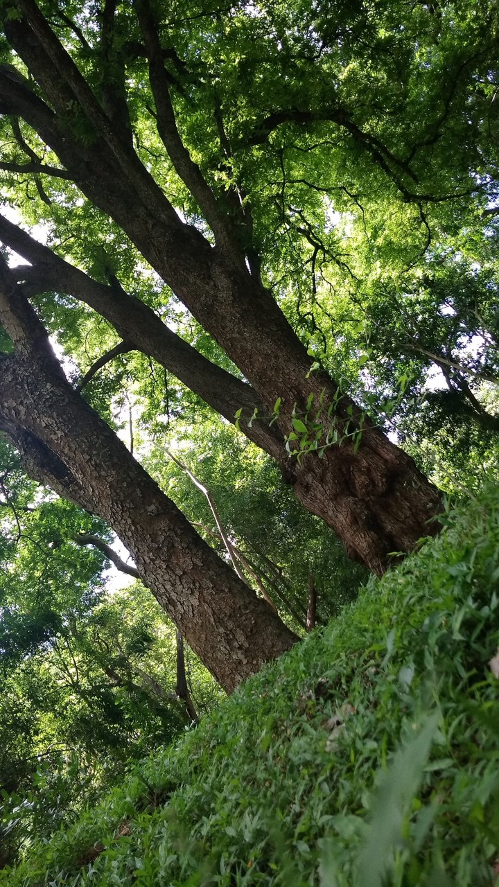 live free with green.