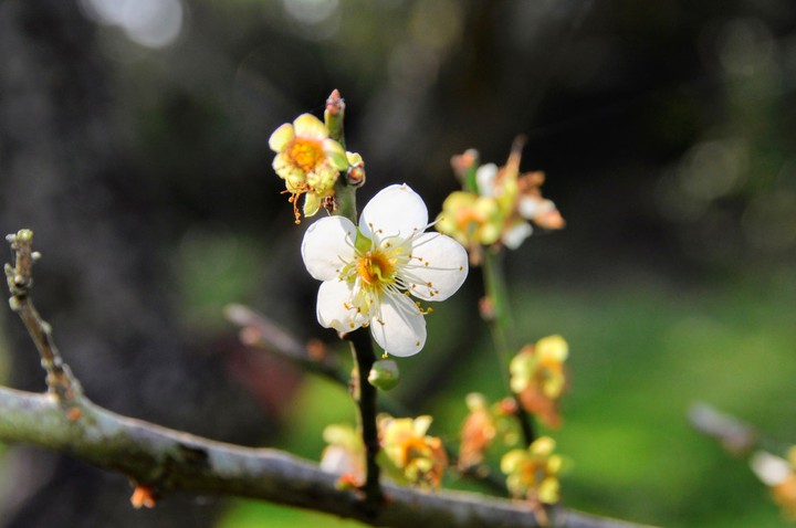 Plum blossom