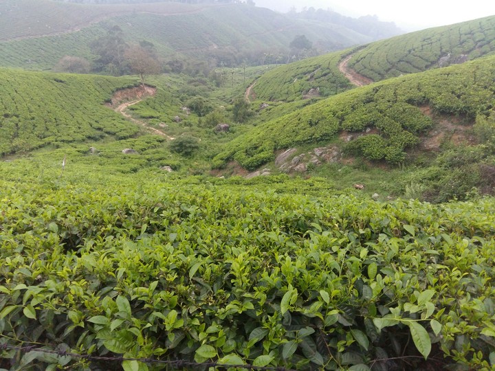 Tea Lovers Rejoice :)