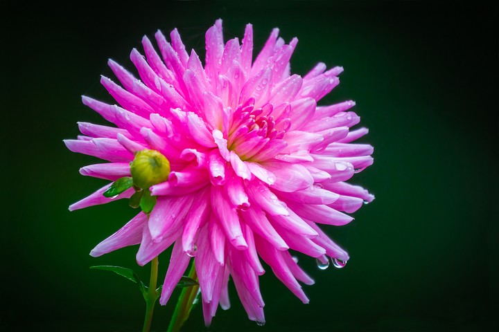 georgene dahlia