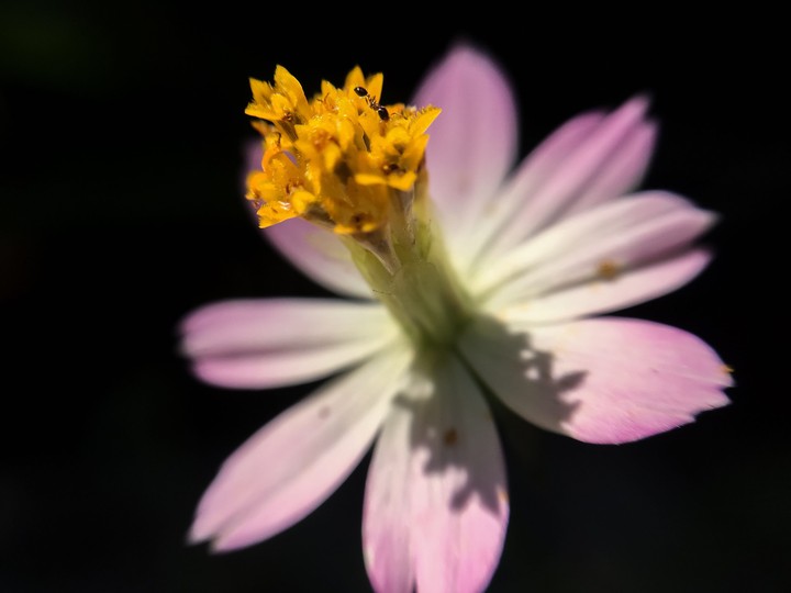 blossom flower