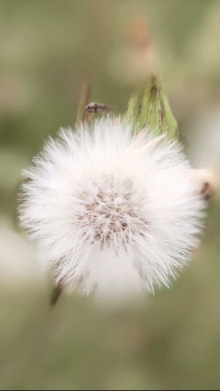 phool