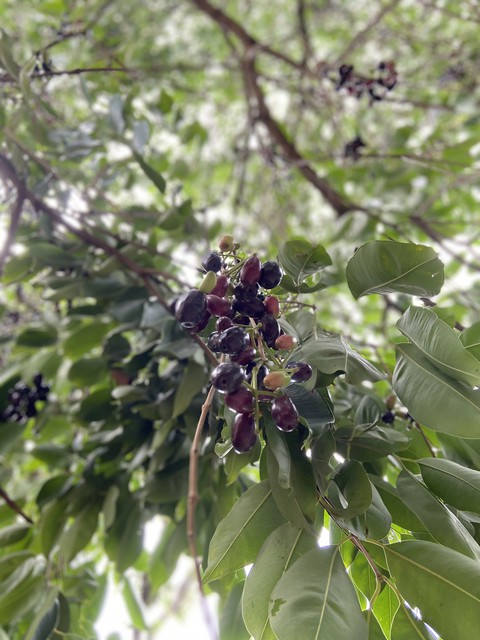 Jamun