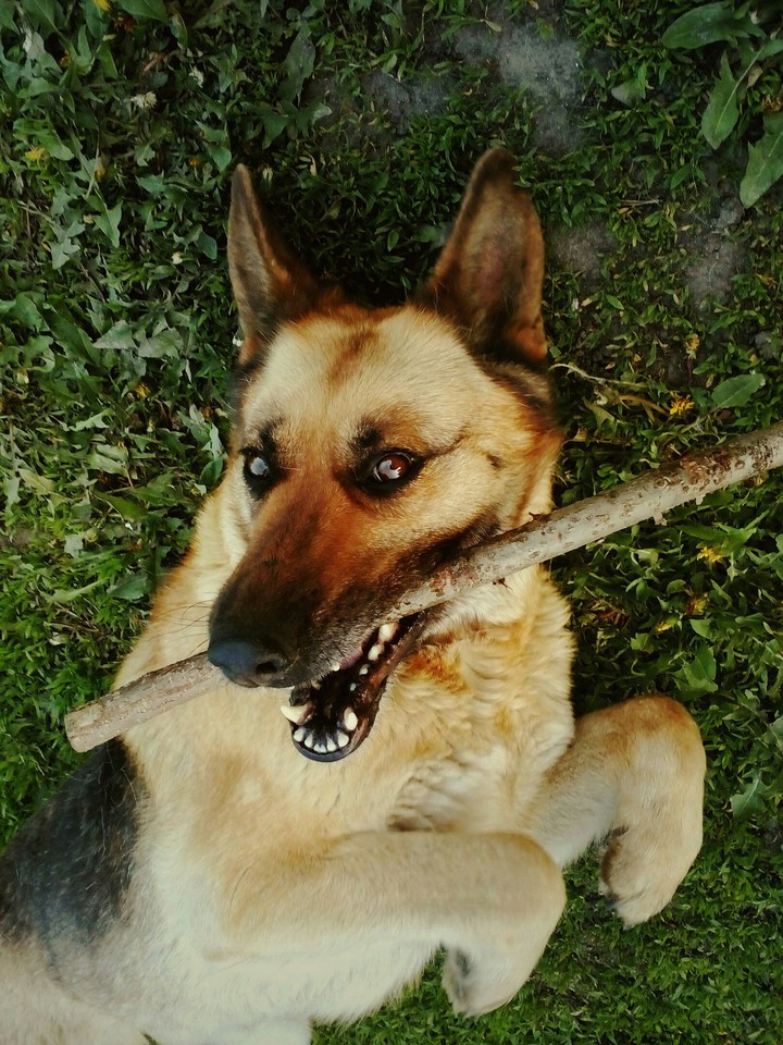My dog